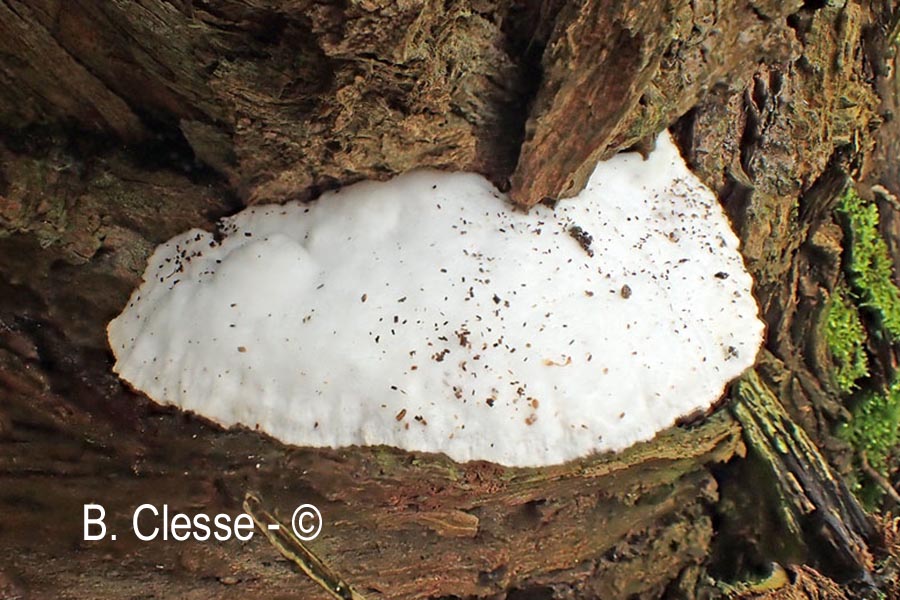 Trametes suaveolens