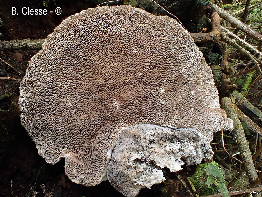 Trametes suaveolens