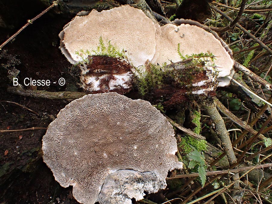 Trametes suaveolens