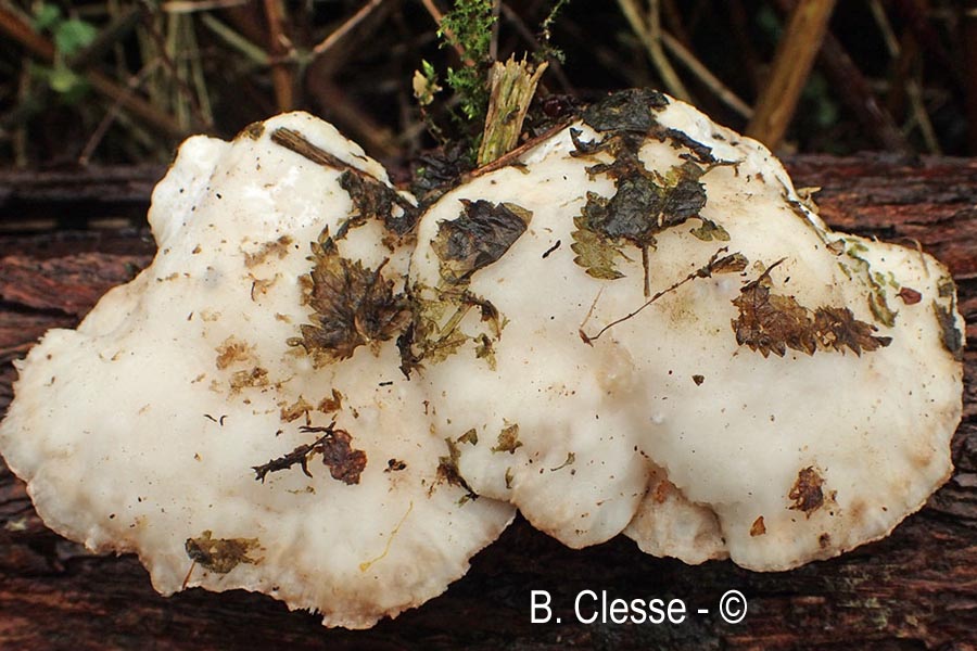 Trametes suaveolens