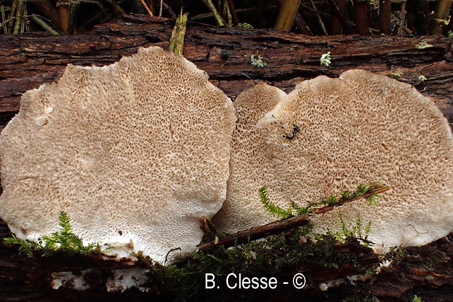 Trametes suaveolens