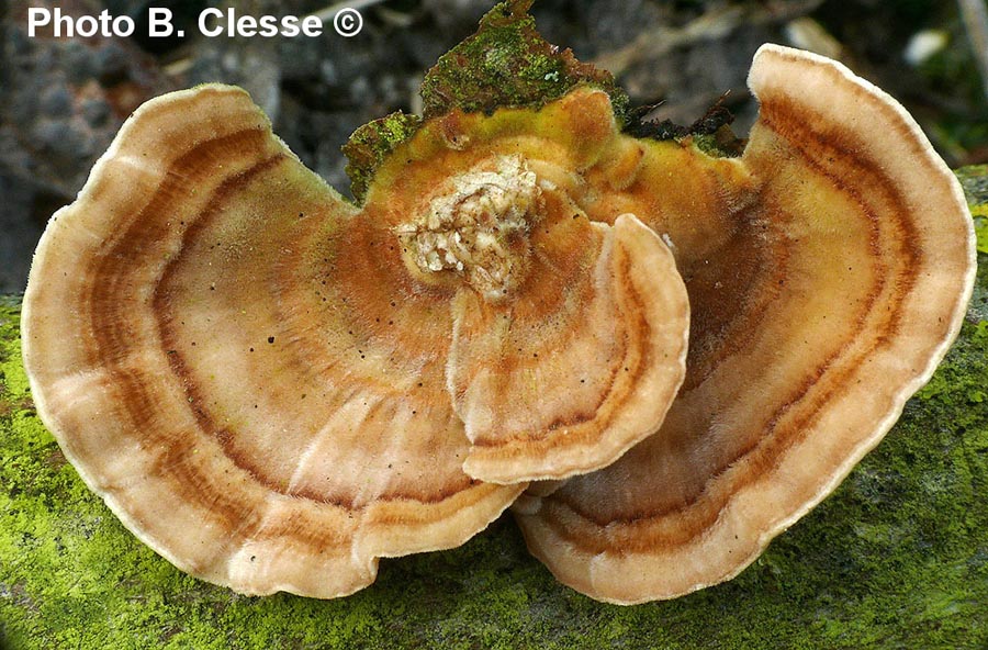 Trametes versicolor (Coriolus versicolor)