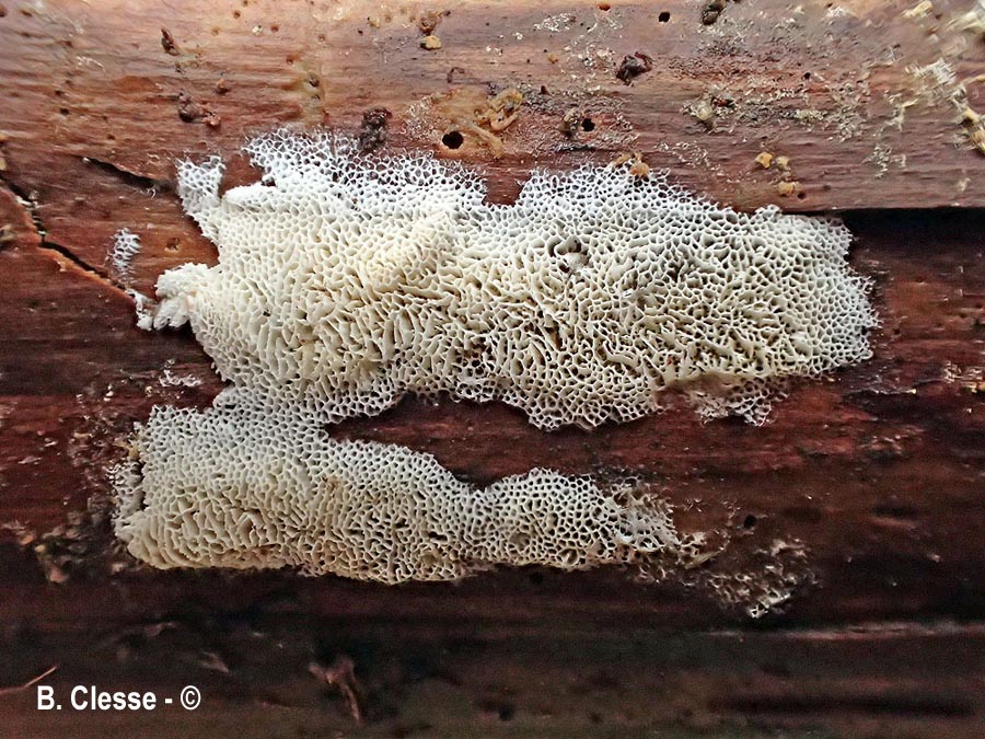 Trechispora mollusca