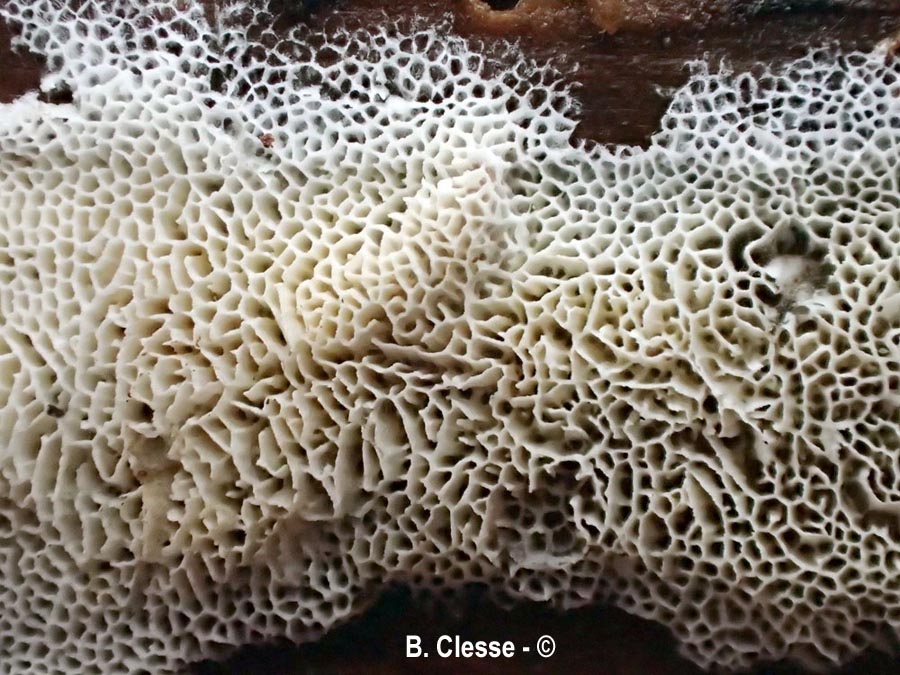 Trechispora mollusca