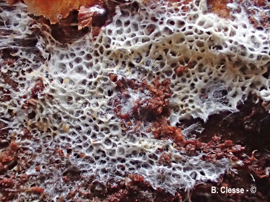 Trechispora mollusca