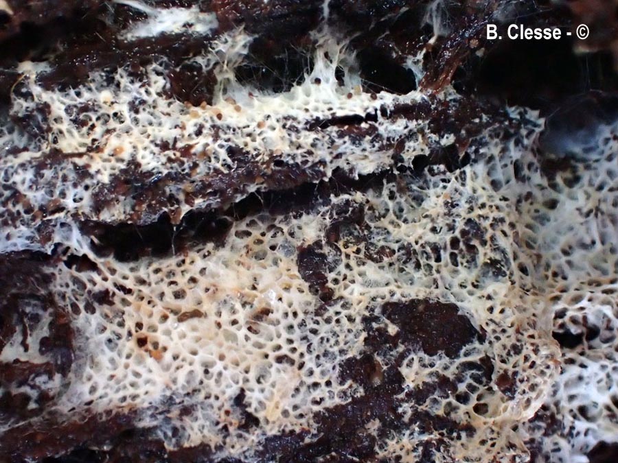 Trechispora mollusca