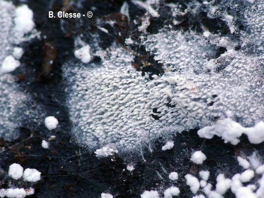 Trechispora stevensonii