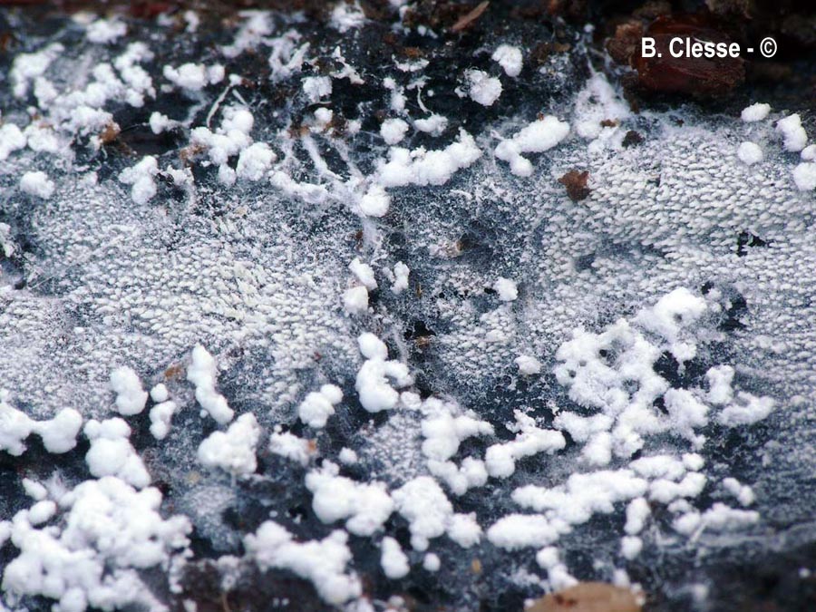 Trechispora stevensonii