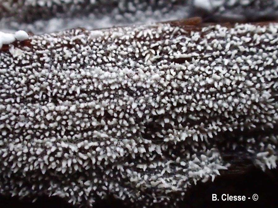 Trechispora stevensonii