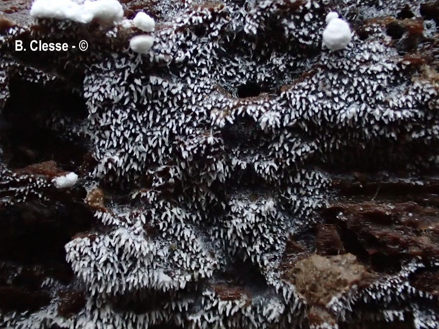 Trechispora stevensonii