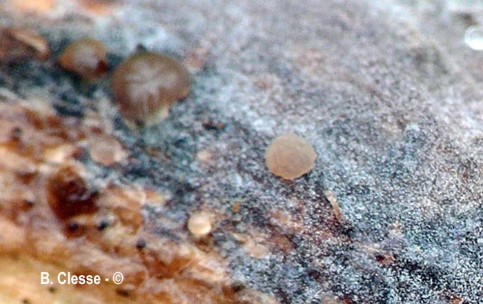 Tremella versicolor