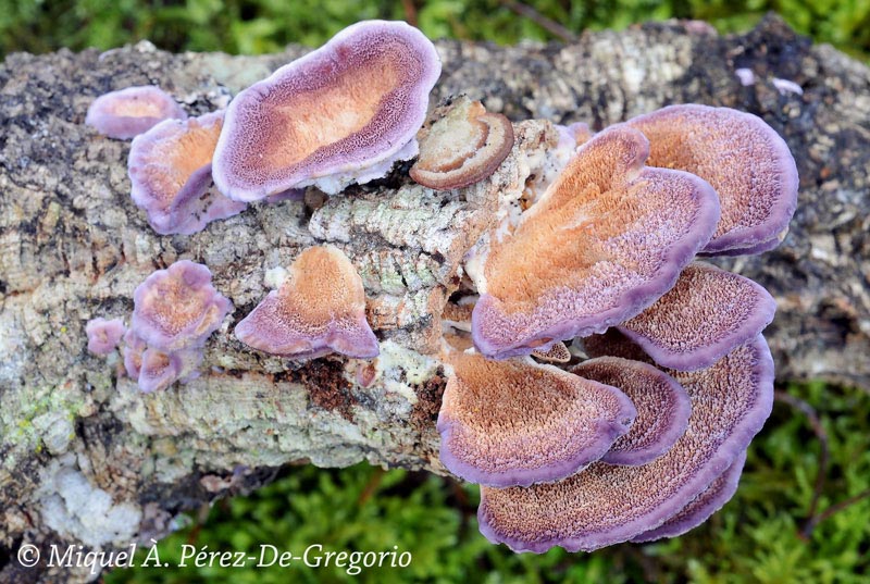 Trichaptum biforme