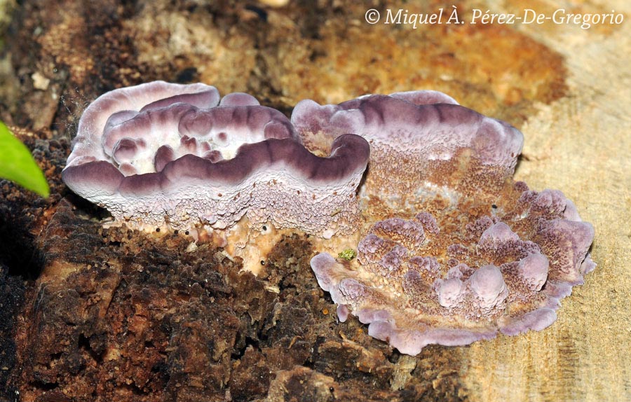 Trichaptum biforme