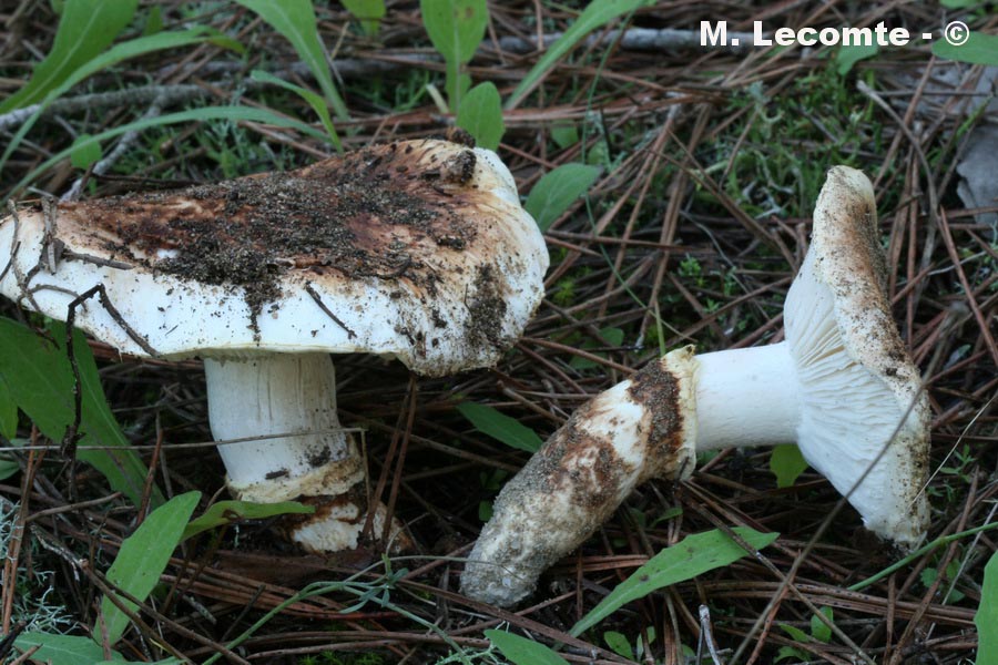 Tricholoma caligatum