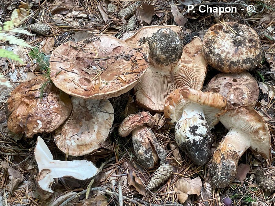 Tricholoma colossus