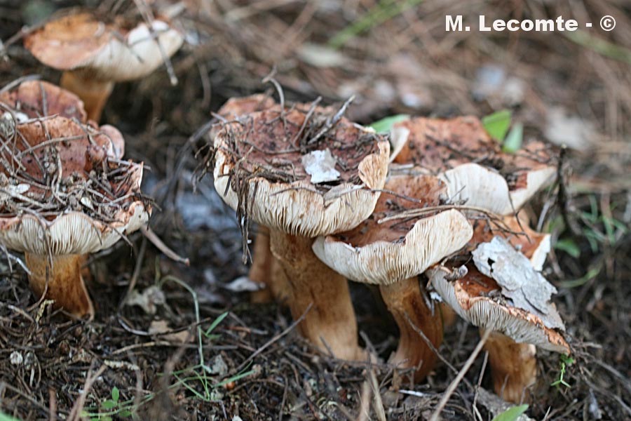 Tricholoma fracticum