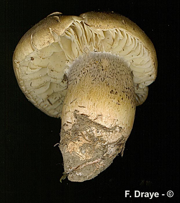 Tricholoma saponaceum fo. ardosiacum