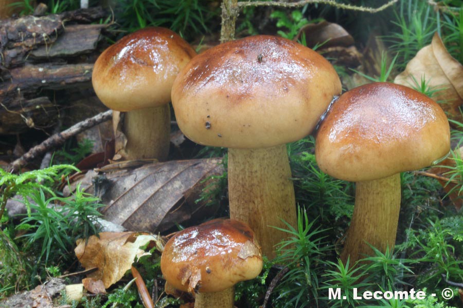 Tricholoma ustale