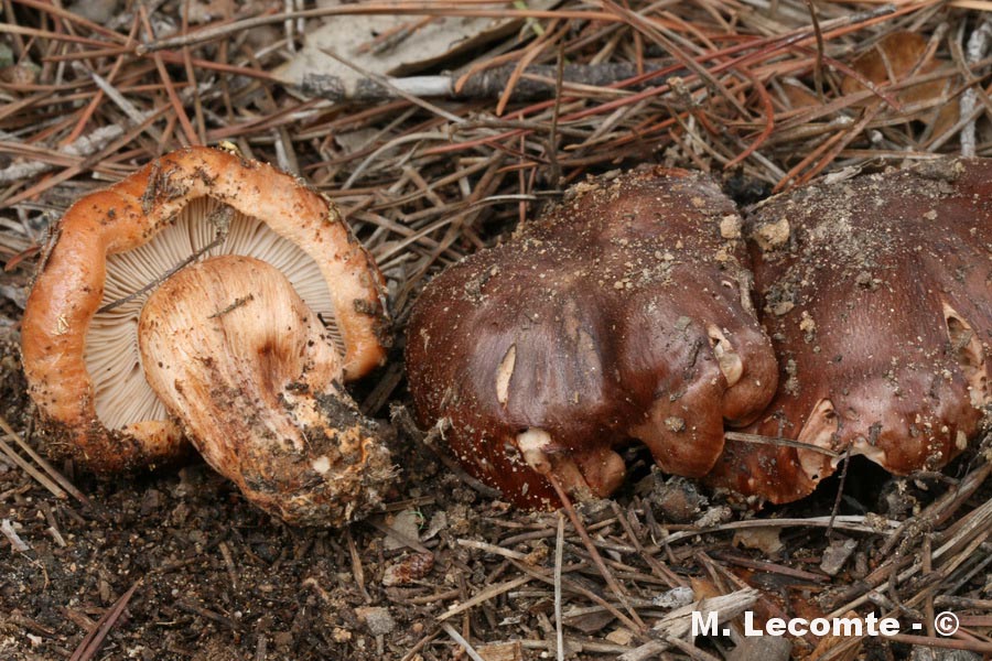 Tricholoma ustaloides
