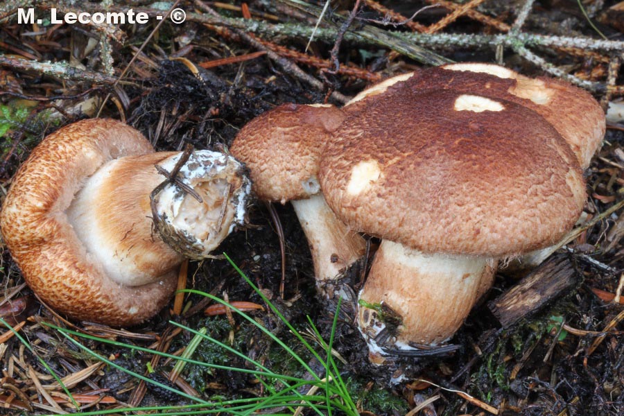 Tricholoma vaccinum