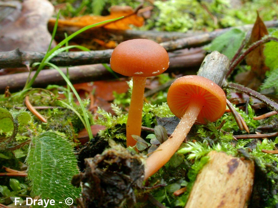 Tubaria hiemalis