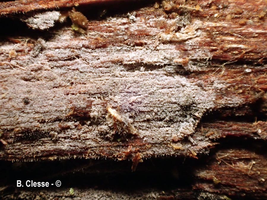 Tubulicrinis accedens