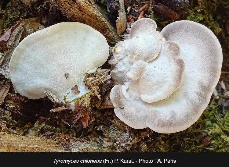Tyromyces chioneus