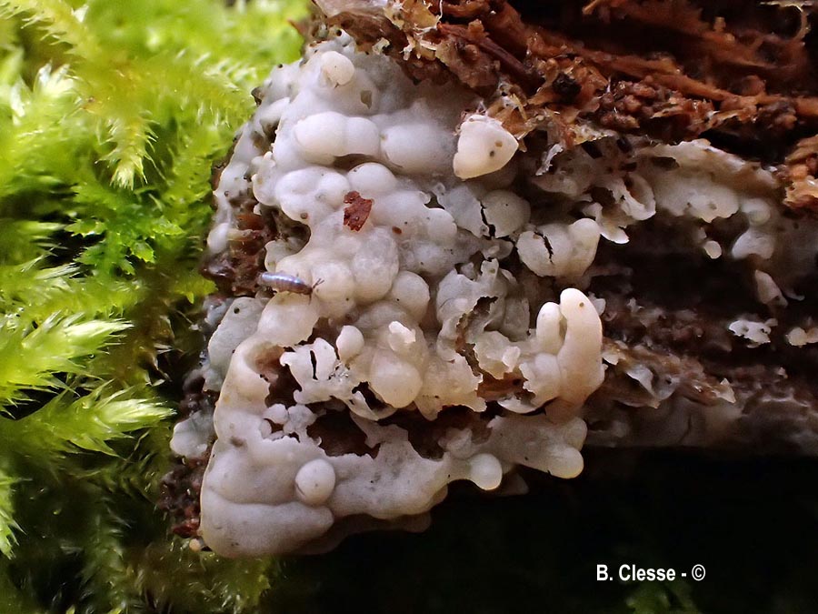 Vesiculomyces citrinus (Gloiothele citrina, Gloeocystidiellum citrinum)