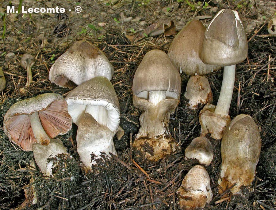 Volvariella volvacea