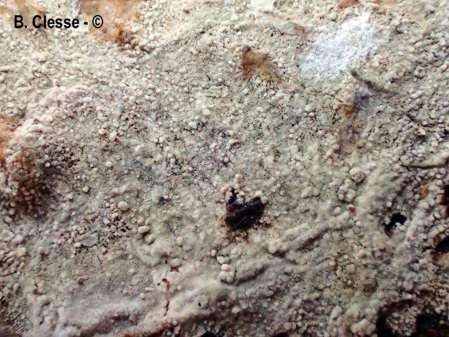 Xenasmatella vaga (Phlebiella vaga)
