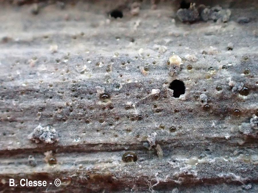 Xenasma pulverulentum