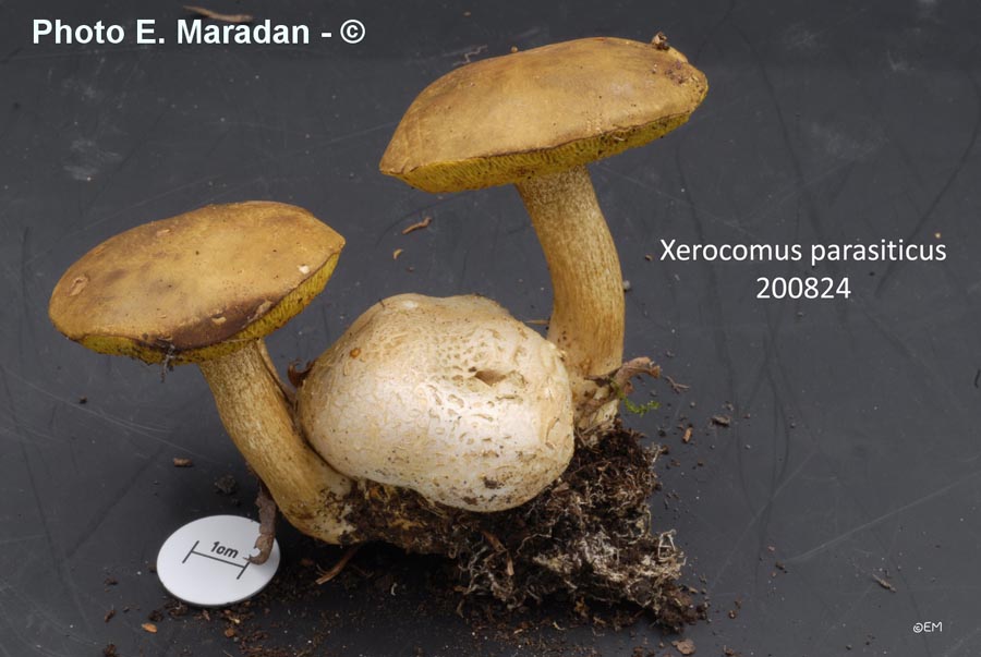Xerocomus parasiticus (Pseudoboletus parasiticus)
