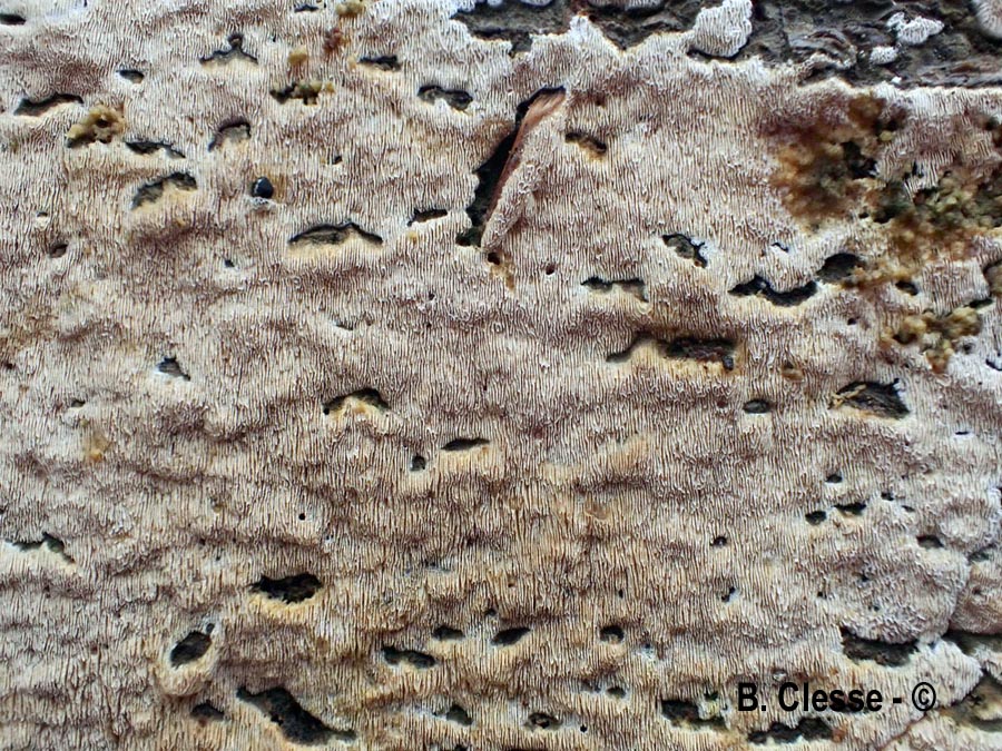 Xylodon flaviporus (Schizopora flavipora)