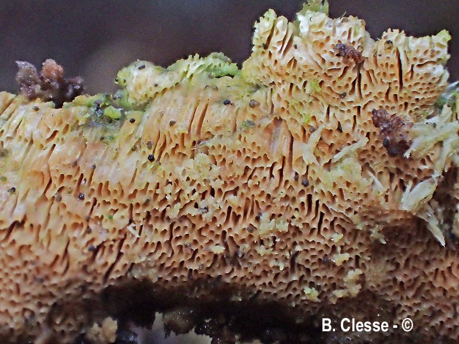 Xylodon flaviporus (Schizopora flavipora)