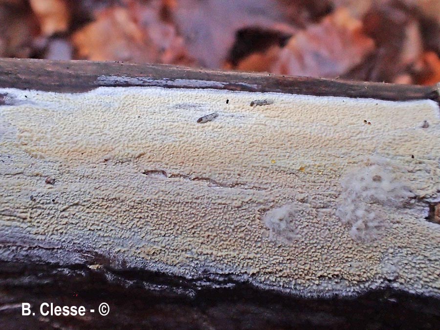 Xylodon quercinus (Hyphodontia quercina)