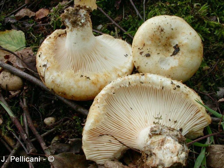 Lactarius aquizonatus
