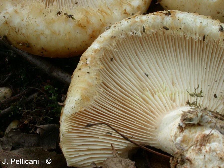 Lactarius aquizonatus