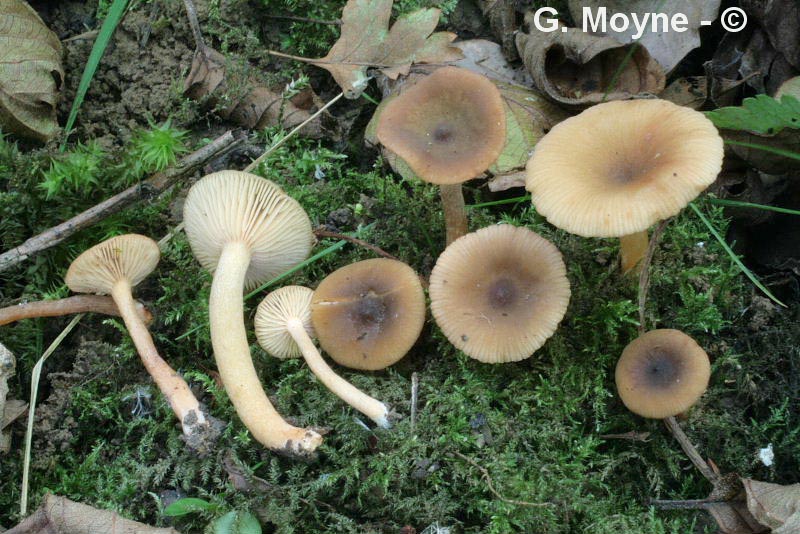 Lactarius obscuratus (Lactarius obscuratus var. radiatus)