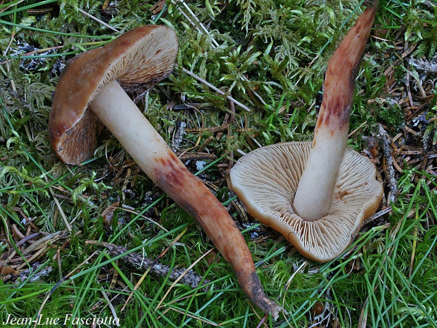 Phaeocollybia lugubris