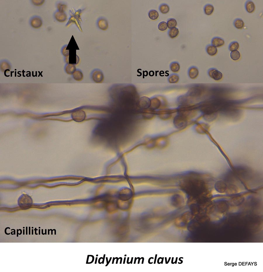 Didymium clavus