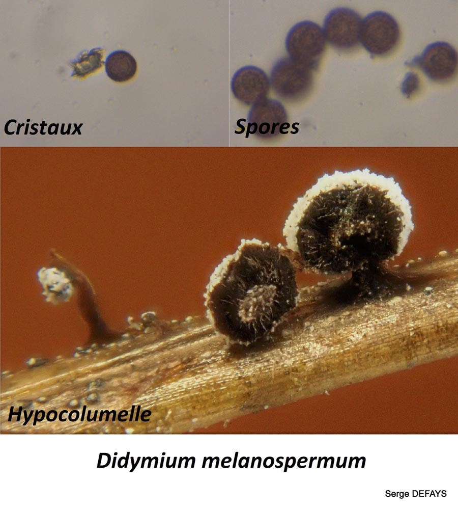 Didymium melanospermum