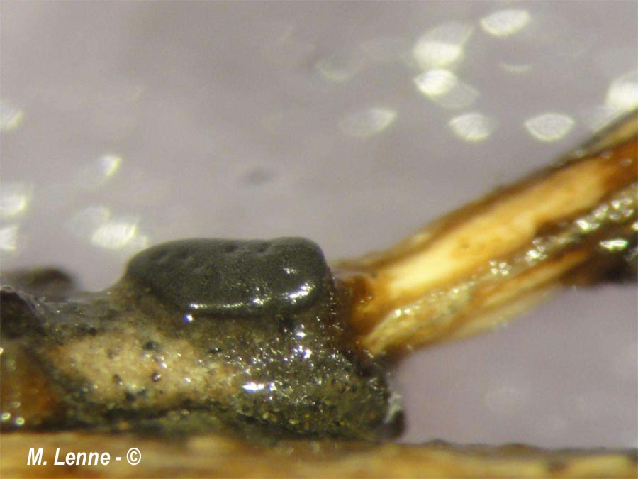 Didymium sturgisii