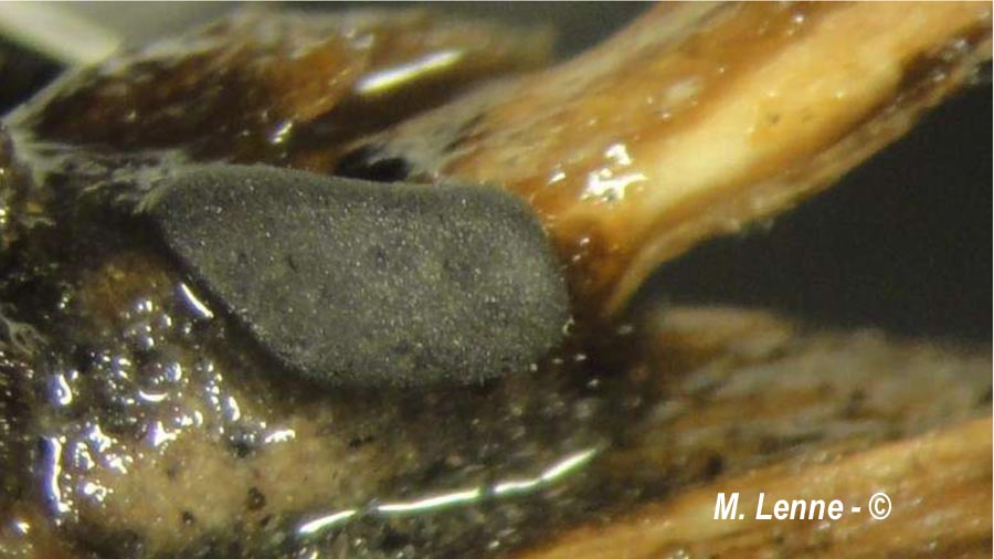 Didymium sturgisii