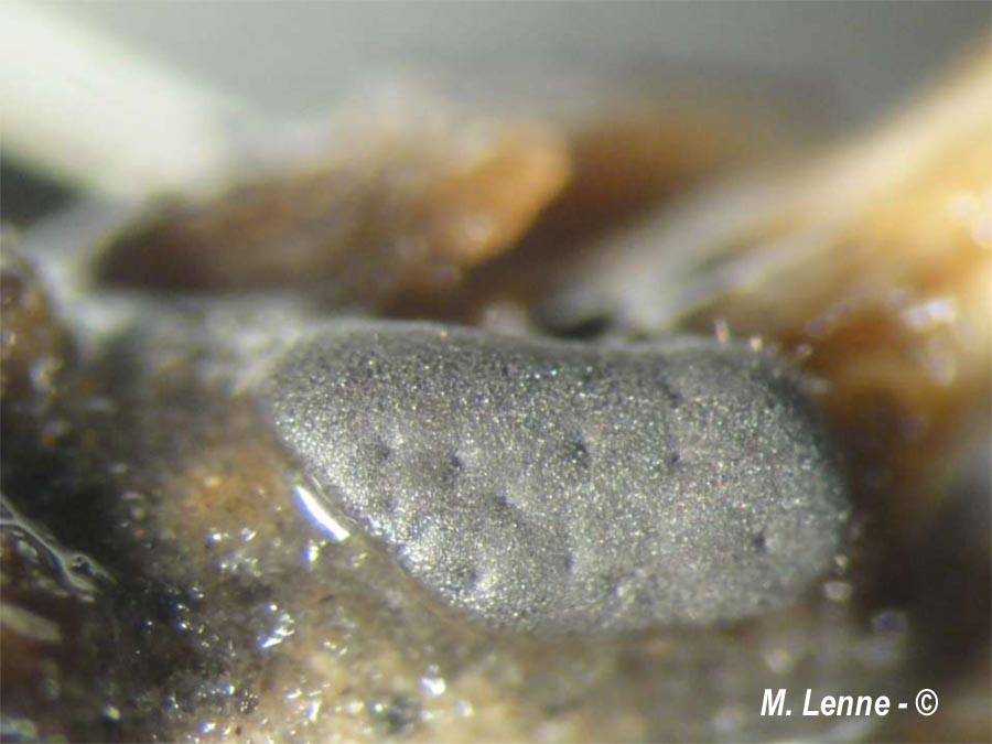 Didymium sturgisii