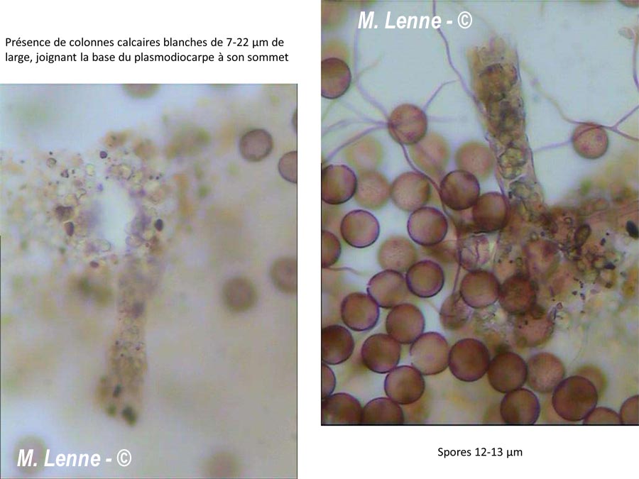 Didymium sturgisii