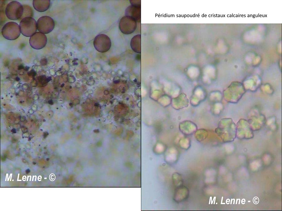 Didymium sturgisii