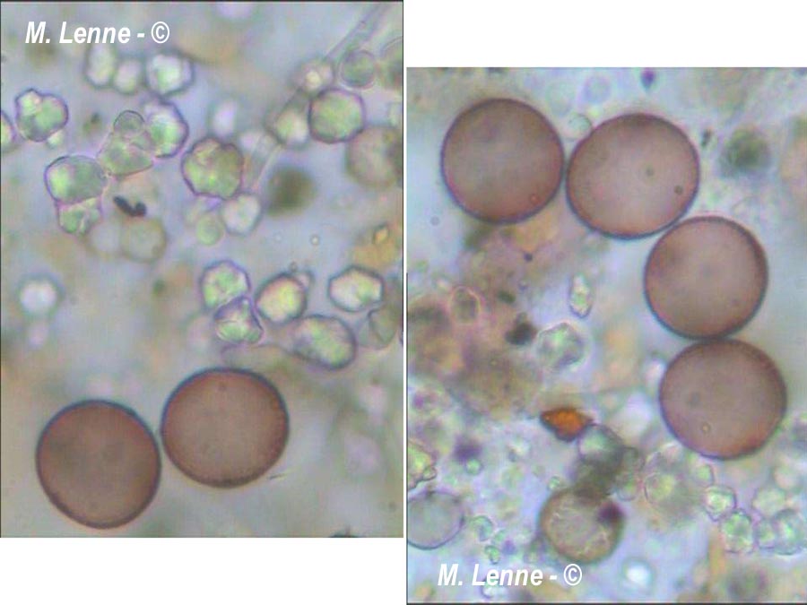 Didymium sturgisii