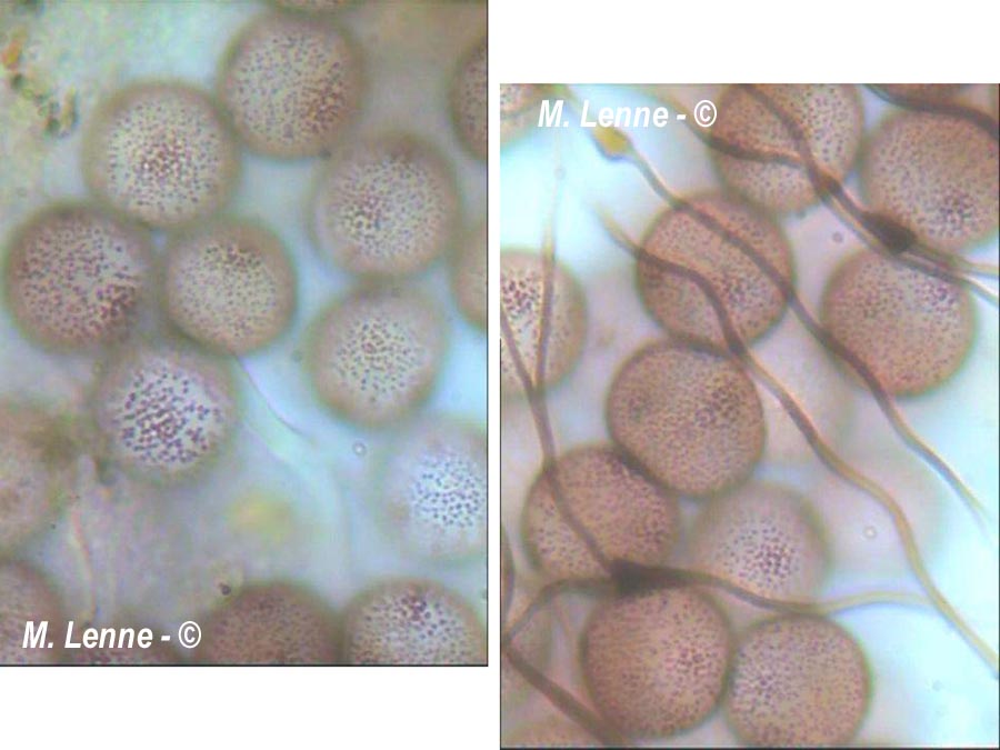 Didymium sturgisii