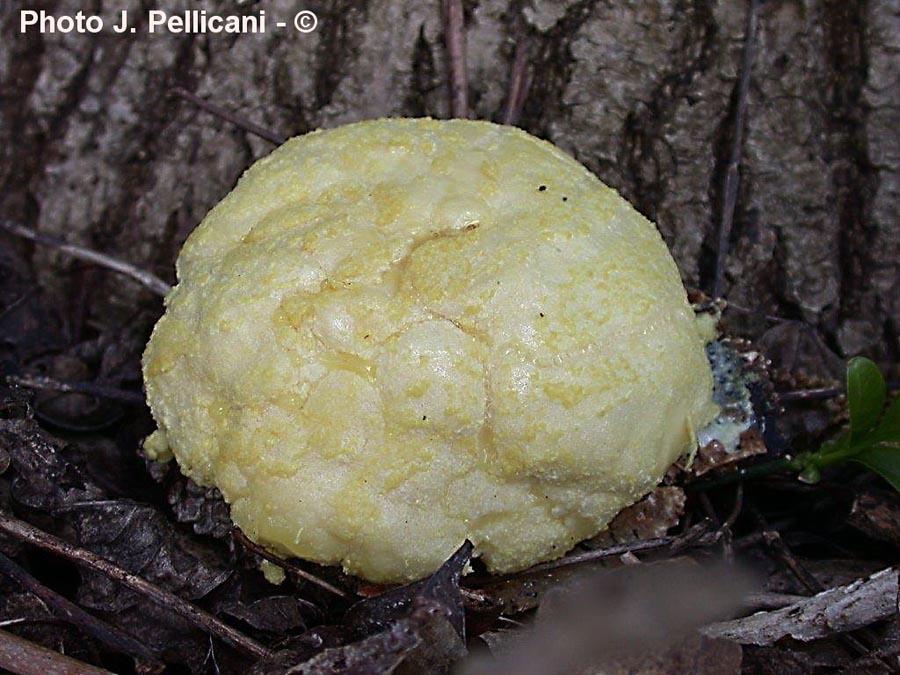 Enteridium lycoperdon (Reticularia lycoperdon) (J. Pellicani, M. Lecomte)