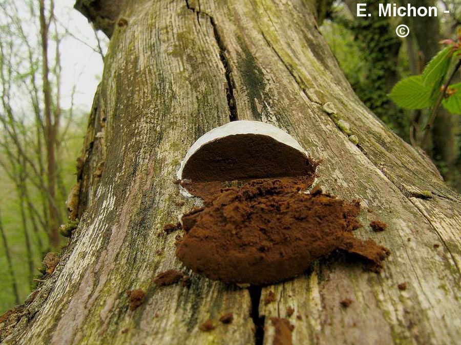 Reticularia lycoperdon (Enteridium lycoperdon)